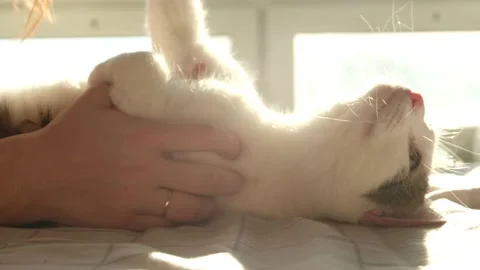 White tabby cat playing with hand on a bed Stock Footage 171072266