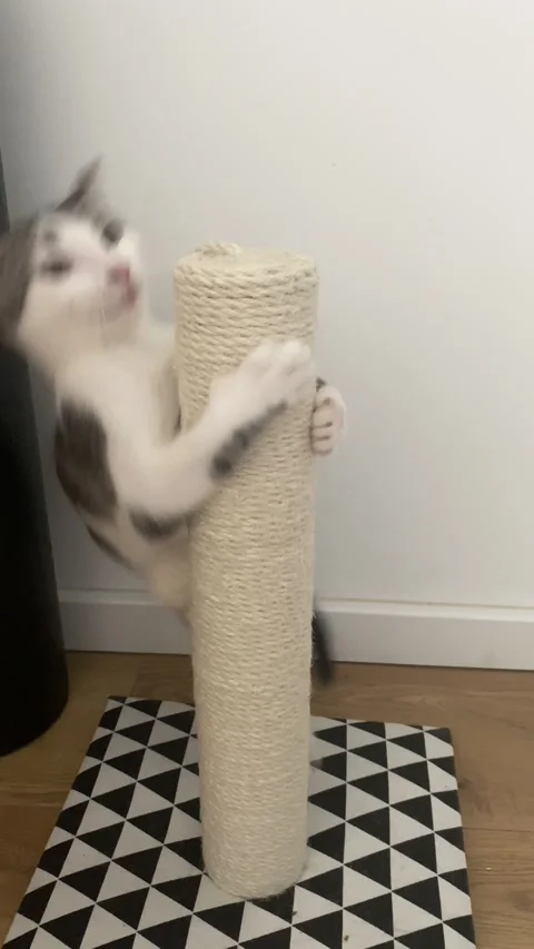 White tabby cat scratching sisal post in home, eye level shot on mat Stock Footage 339479937