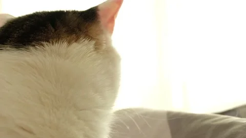 White tabby cat sits on bed at home Stock Footage 171072255