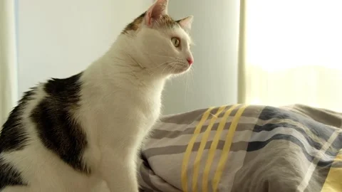 White tabby cat sits on bed at home Stock Footage 171072259