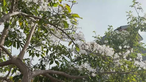 White tabebuia with blue sky background Stock Footage 291415689