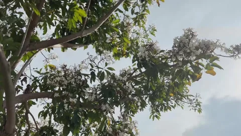 White tabebuia Stock Footage 291415678