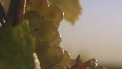 White table grapes on the sunset. Stock Footage 153862313