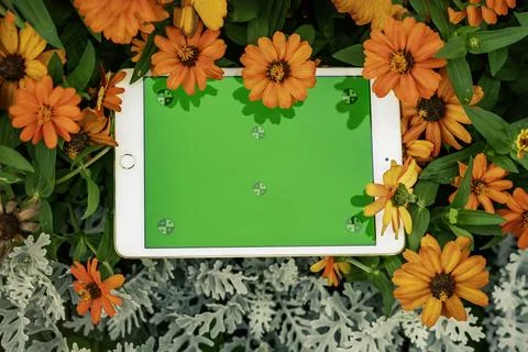 White Tablet With Green Screen Surrounded by Orange Flowers in a Garden on a  Stock Photos