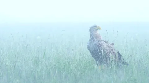 White taied eagle 1 Haliaeetus albicilla in early morning mist Stock Footage 148517581