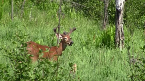 White tail buck deer Видео 8555859