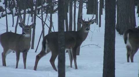 White Tail Bucks Run in the Snow Video stock 38527983