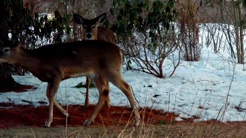 White tail deed under pine trees in winter 動画素材 331790963