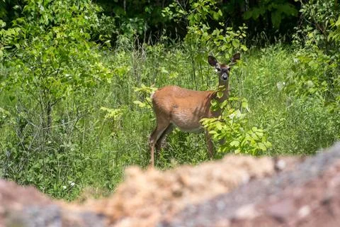 White tail deer along a tree line at alert Stock Photos