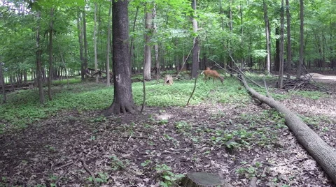 WHITE TAIL DEER APPROACH 库存影片 48874002