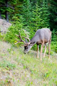 White tail deer in banff Stock Photos