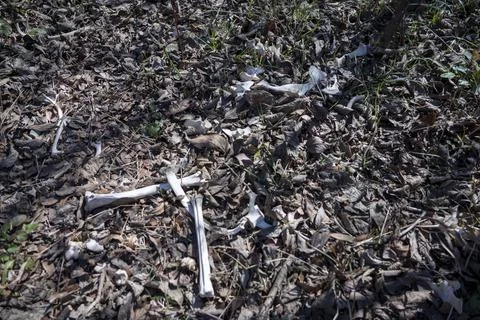 White-tail deer bones discovered in the Austin, Texas Hill Country. Stock Photos