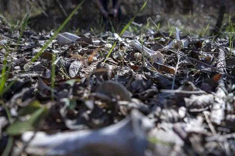 White-tail deer bones discovered in the Austin, Texas Hill Country. Stock Photos