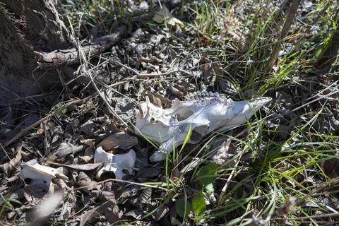White-tail deer bones discovered in the Austin, Texas Hill Country. Stock Photos