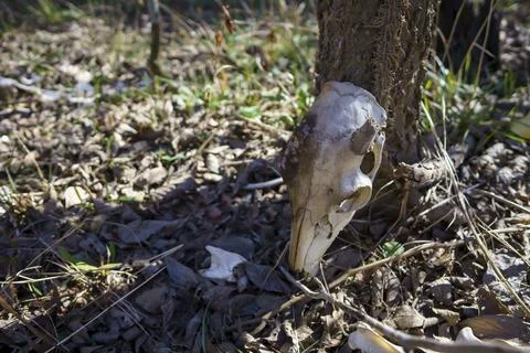 White-tail deer bones discovered in the Austin, Texas Hill Country. Stock Photos