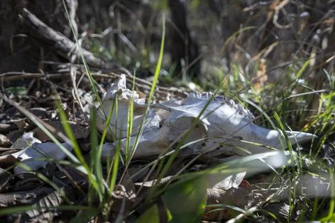 White-tail deer bones discovered in the Austin, Texas Hill Country. Stock Photos