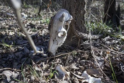 White-tail deer bones discovered in the Austin, Texas Hill Country. Stock Photos