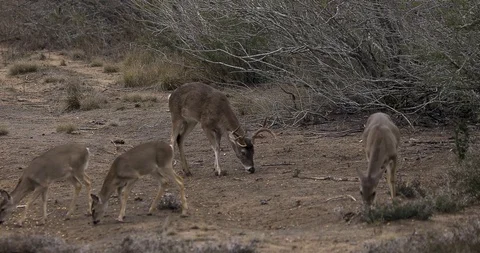 White Tail Deer Buck With Does and Fawns Vídeos de archivo 128556454