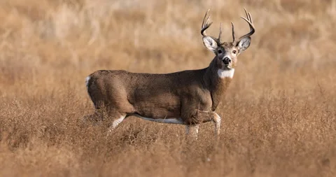 White-tail deer buck nice looks. whitetail deer rut Stock Footage 247332215
