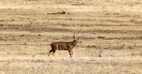 White-tail deer buck running across an open pasture Stock Footage 297619025
