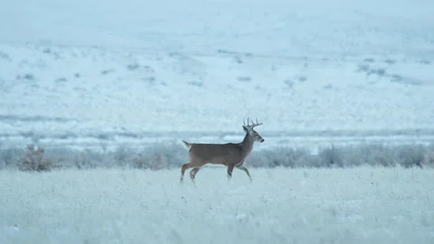 White tail deer buck struts through snowy winter grassland Stock Footage 234026402