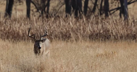 White-tail deer buck walking Stock Footage 200976544
