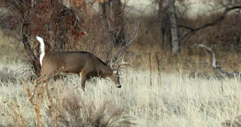 White-tail deer buck walking through forest on the hunt for does Stock Footage 302499331