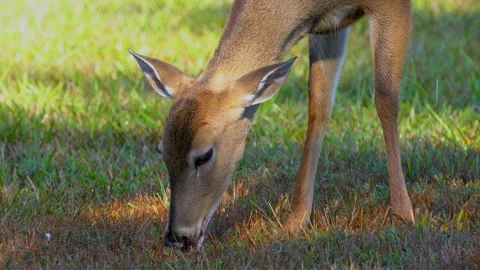 White Tail Deer Close Up Stock Footage 163011832