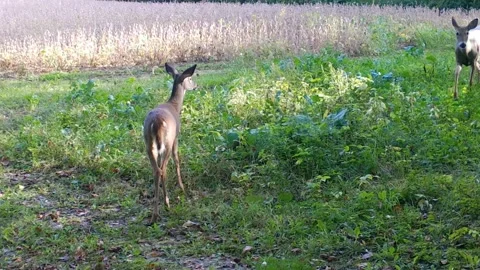 White tail deer doe and yearling cautiously graze deer food plot near a Stock Footage 259953652