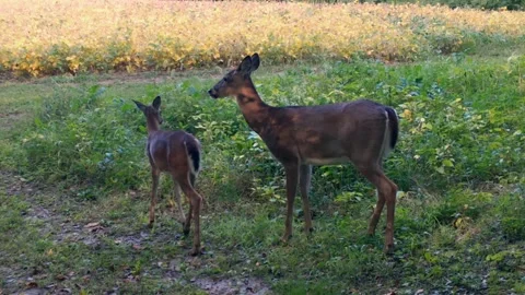 White tail deer - Doe and her fawn casually walk through a food plot on Stock Footage 263013069