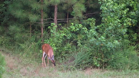 White-tail deer doe browsing at the edge of a field Stock Footage 157971720