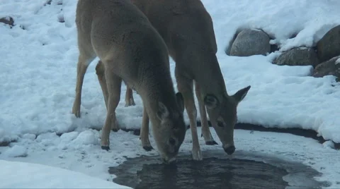 WHITE TAIL DEER DRINK FROM POND Video stock 44557231