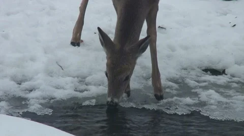 WHITE TAIL DEER DRINKING Video stock 61272479