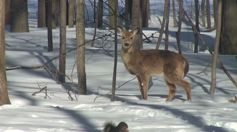 WHITE TAIL DEER EATS AND WATCHES SQUIRREL 库存影片 61272151