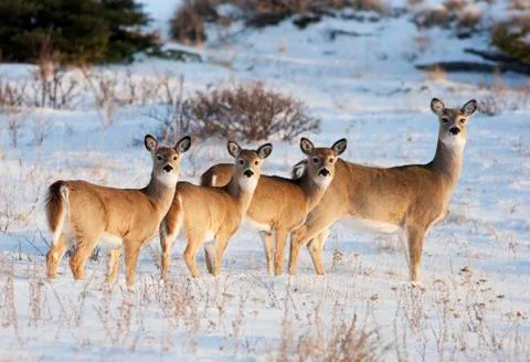 White tail deer family Stock Photos