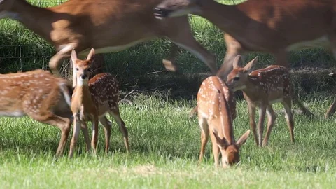 White tail deer on a farm - 4 Stock Footage 114978153