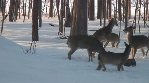 White Tail Deer Feed and Kick Video stock 38531906