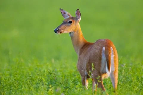 White tail deer in field Stock Photos