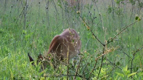 White Tail Deer Video stock 445886