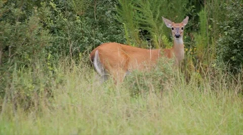 White tail deer  Stock Footage 981837