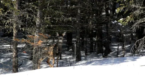 White tail deer Stock Footage 1089586