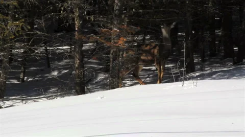 White tail deer Stock Footage 1090242