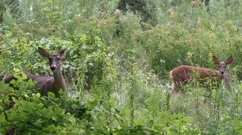 White-tail Deer Stock Footage 68145058