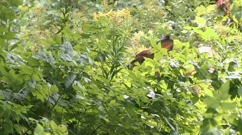 White-tail Deer Stock Footage 68145095