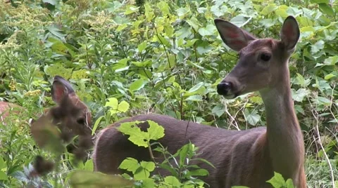 White-tail Deer Stock Footage 68145108