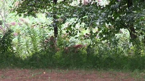 White-tail Deer Stock Footage 68145123