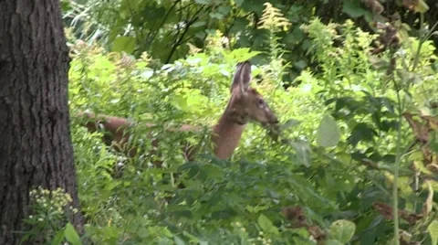 White-tail Deer Stock Footage 68145136