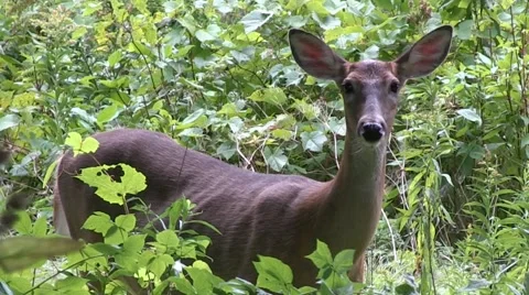 White-tail Deer Stock Footage 68145141