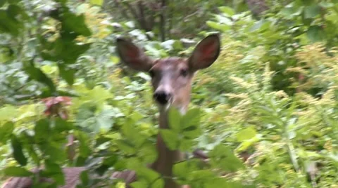 White-tail Deer Stock Footage 68145155