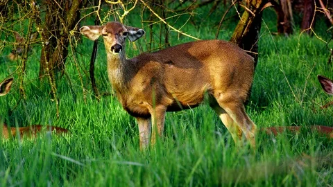 White Tail Deer Stock Footage 87853352